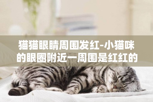 貓貓眼睛周圍發紅-小貓咪的眼圈附近一周圍是紅紅的，而且眼睛有一點點淡淡的白霧。