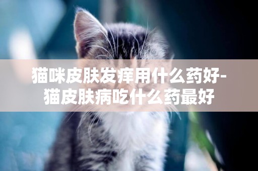 貓咪皮膚發癢用什么藥好-貓皮膚病吃什么藥最好