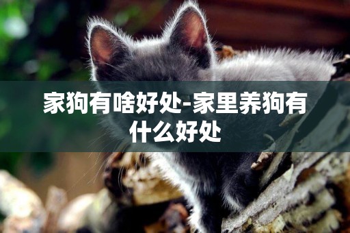 家狗有啥好處-家里養狗有什么好處
