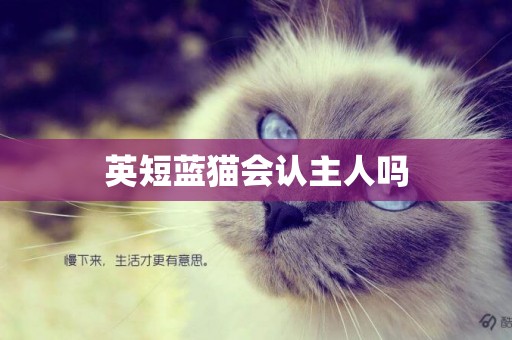 英短藍貓會認主人嗎