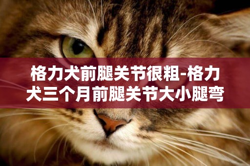 格力犬前腿關節很粗-格力犬三個月前腿關節大小腿彎,關節痛,怎么保養腿