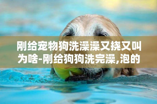 剛給寵物狗洗澡澡又撓又叫為啥-剛給狗狗洗完澡,泡的藥浴,為什么第二天狗狗在使勁撓癢癢?