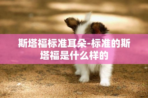 斯塔福標準耳朵-標準的斯塔福是什么樣的