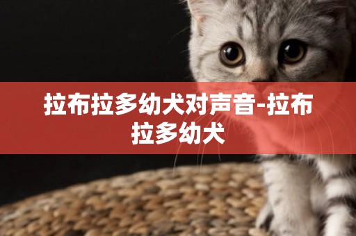 拉布拉多幼犬對聲音-拉布拉多幼犬
