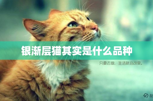 銀漸層貓其實是什么品種
