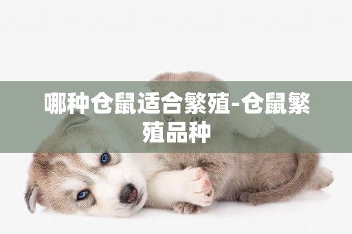 哪種倉鼠適合繁殖-倉鼠繁殖品種