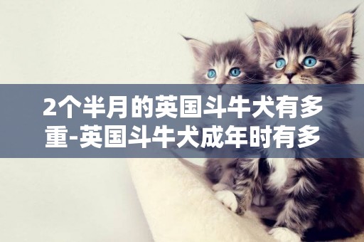 2個半月的英國斗牛犬有多重-英國斗牛犬成年時有多重？