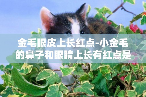 金毛眼皮上長紅點-小金毛的鼻子和眼睛上長有紅點是怎么回事？