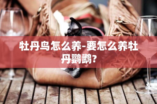 牡丹鳥怎么養-要怎么養牡丹鸚鵡?