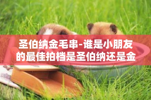 圣伯納金毛串-誰是小朋友的最佳拍檔是圣伯納還是金毛