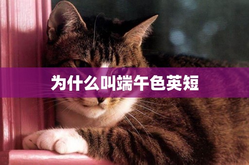 為什么叫端午色英短