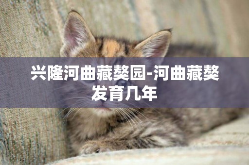 興隆河曲藏獒園-河曲藏獒發育幾年