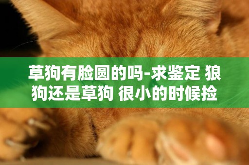 草狗有臉圓的嗎-求鑒定 狼狗還是草狗 很小的時候撿到的