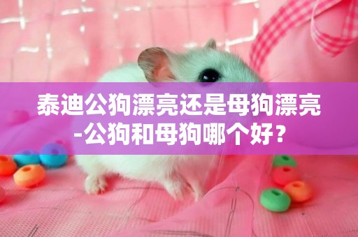 泰迪公狗漂亮還是母狗漂亮-公狗和母狗哪個好？