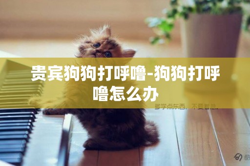 貴賓狗狗打呼嚕-狗狗打呼嚕怎么辦
