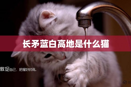 長矛藍白高地是什么貓