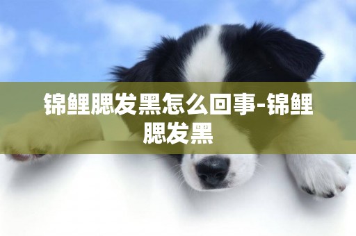 錦鯉腮發黑怎么回事-錦鯉腮發黑