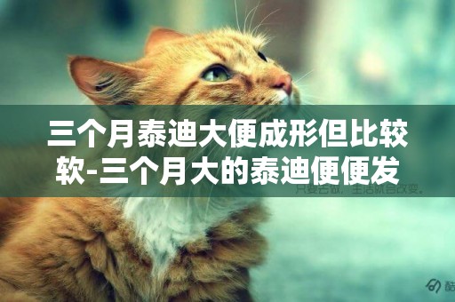 三個月泰迪大便成形但比較軟-三個月大的泰迪便便發軟怎么回事