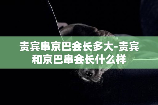 貴賓串京巴會長多大-貴賓和京巴串會長什么樣