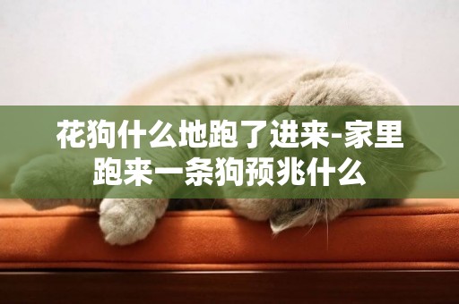花狗什么地跑了進來-家里跑來一條狗預兆什么