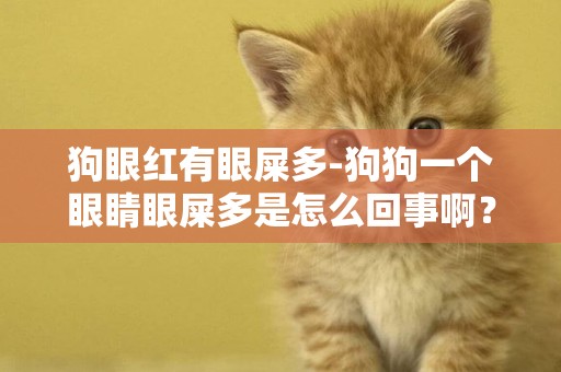 狗眼紅有眼屎多-狗狗一個眼睛眼屎多是怎么回事啊？