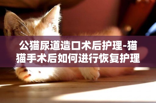 公貓尿道造口術后護理-貓貓手術后如何進行恢復護理