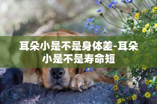 耳朵小是不是身體差-耳朵小是不是壽命短