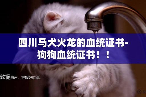 四川馬犬火龍的血統證書-狗狗血統證書！！