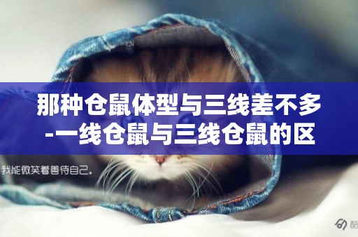 那種倉鼠體型與三線差不多-一線倉鼠與三線倉鼠的區別