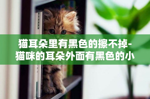 貓耳朵里有黑色的擦不掉-貓咪的耳朵外面有黑色的小點，擦不掉。這是這么回事？？該怎么解決，求解答，謝謝