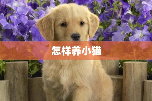 怎樣養小貓