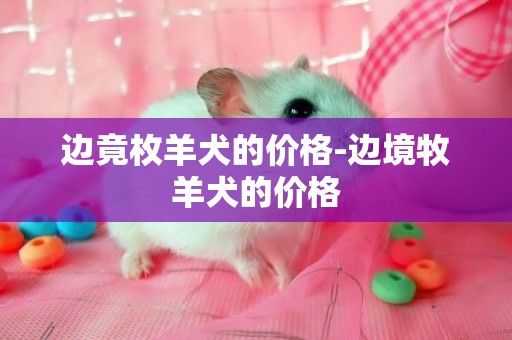 邊竟枚羊犬的價格-邊境牧羊犬的價格
