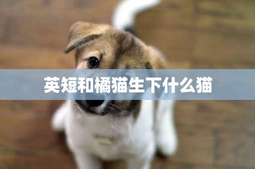 英短和橘貓生下什么貓