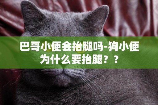 巴哥小便會抬腿嗎-狗小便為什么要抬腿?? 巴哥小便會抬腿嗎-狗小便為什么要抬腿??