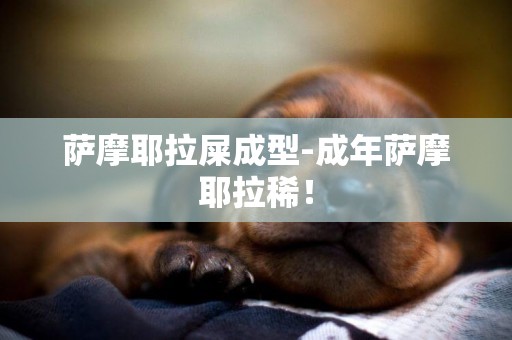 薩摩耶拉屎成型-成年薩摩耶拉稀！