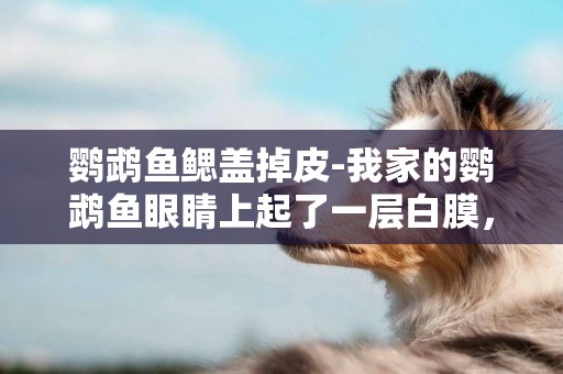 鸚鵡魚鰓蓋掉皮-我家的鸚鵡魚眼睛上起了一層白膜，魚鰓里面也有些白色的東西，而且肚子還翻起來了，這是怎