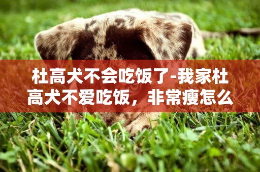 杜高犬不會吃飯了-我家杜高犬不愛吃飯，非常瘦怎么回事？然后尾巴尖爛了，