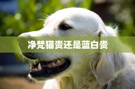 凈梵貓貴還是藍白貴