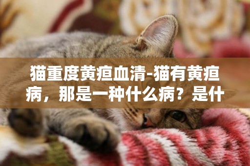 貓重度黃疸血清-貓有黃疸病，那是一種什么病？是什么原因造成的？