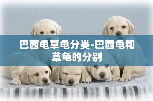 巴西龜草龜分類-巴西龜和草龜的分別