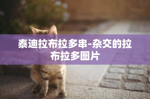 泰迪拉布拉多串-雜交的拉布拉多圖片