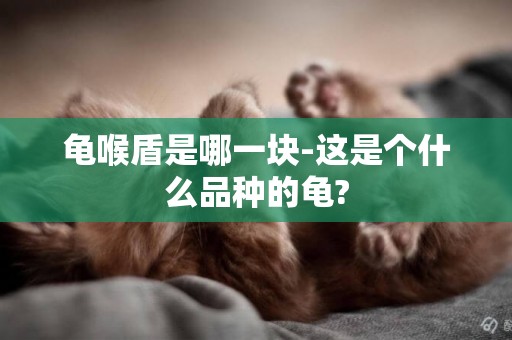 龜喉盾是哪一塊-這是個什么品種的龜?