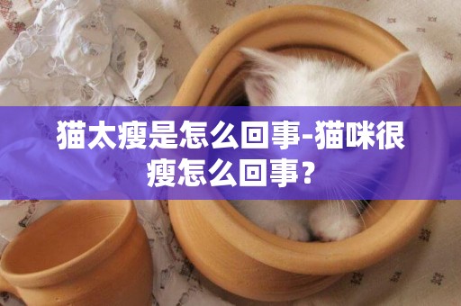 貓太瘦是怎么回事-貓咪很瘦怎么回事？