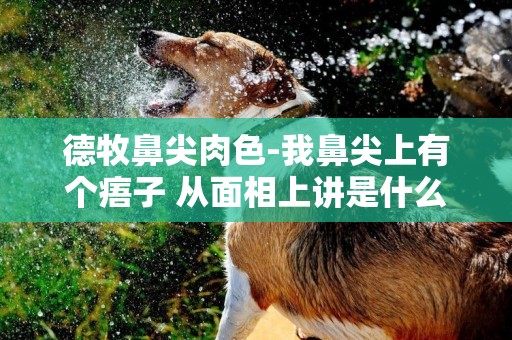 德牧鼻尖肉色-我鼻尖上有個痦子 從面相上講是什么意思