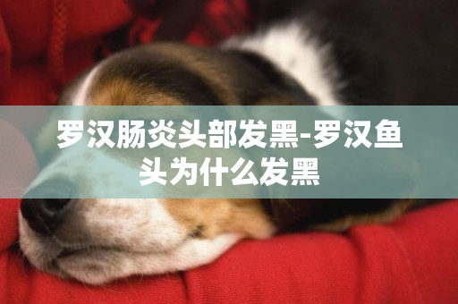羅漢腸炎頭部發黑-羅漢魚頭為什么發黑