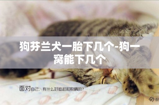 狗芬蘭犬一胎下幾個-狗一窩能下幾個