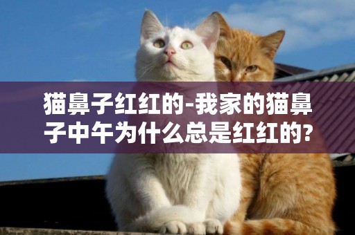 貓鼻子紅紅的-我家的貓鼻子中午為什么總是紅紅的?