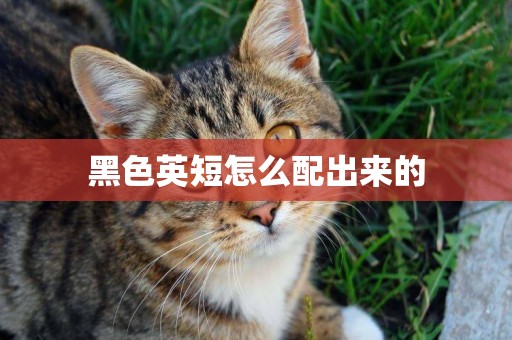 黑色英短怎么配出來的