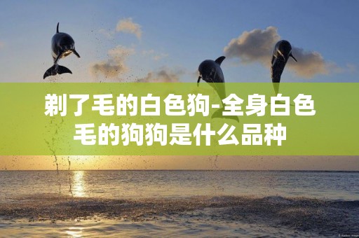 剃了毛的白色狗-全身白色毛的狗狗是什么品種