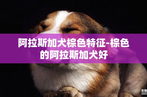 阿拉斯加犬棕色特征-棕色的阿拉斯加犬好 阿拉斯加犬棕色特征-棕色的阿拉斯加犬好